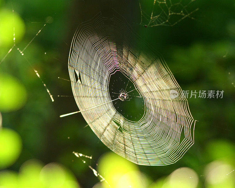 蜘蛛构建Web