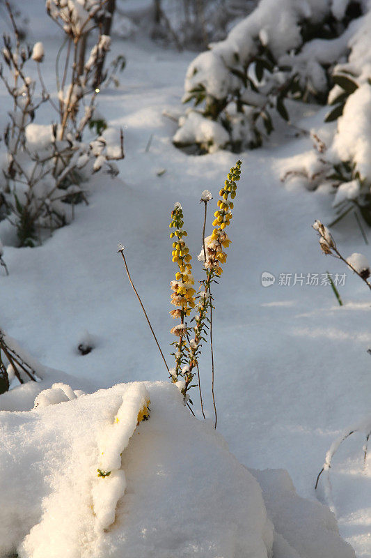 雪下的玉簪花