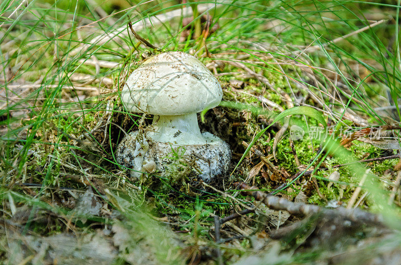森林中的死亡帽蘑菇