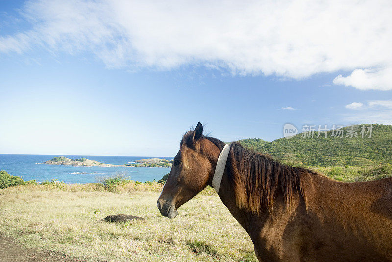 马在风景优美的乡村俯瞰大海