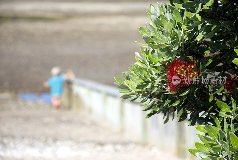 Pohutukawa，北国，新西兰