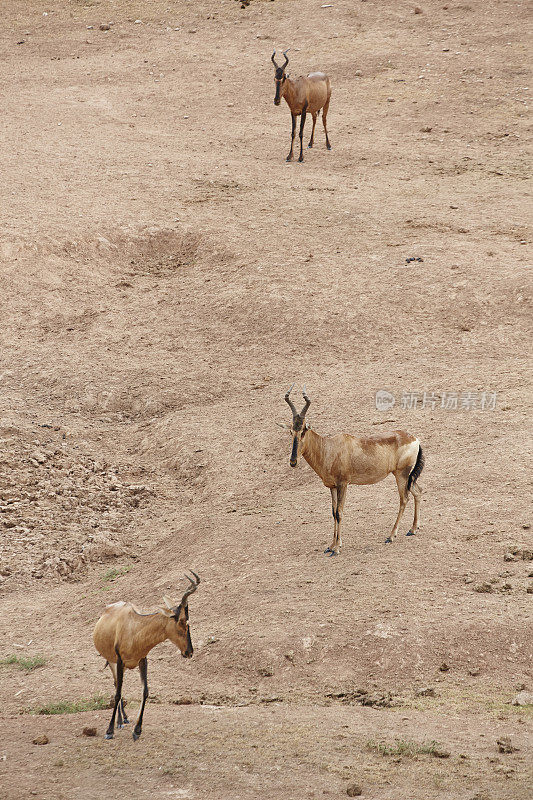 阿多大象国家公园的红羚(非洲羚羊)