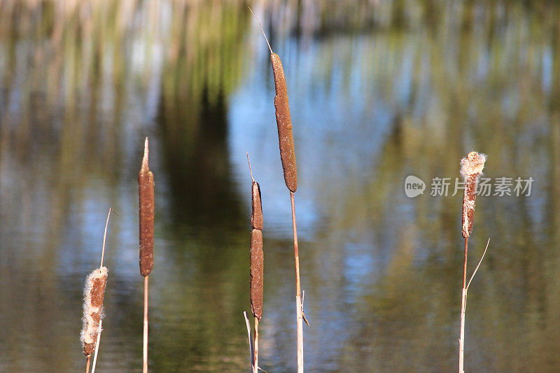 冬天芦苇上棕色的种子头的图片