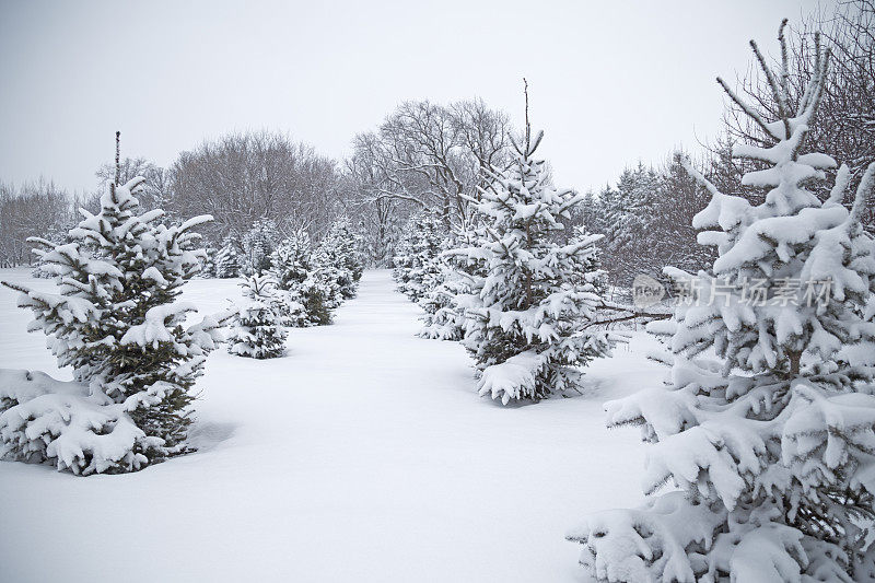 积雪覆盖的树木-明尼苏达的冬天