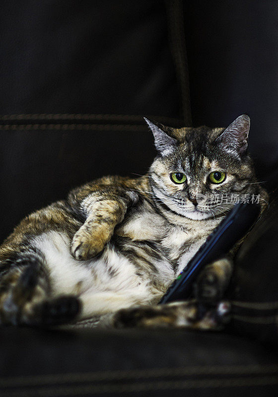 虎斑猫坐在扶手椅上，用遥控器控制电视