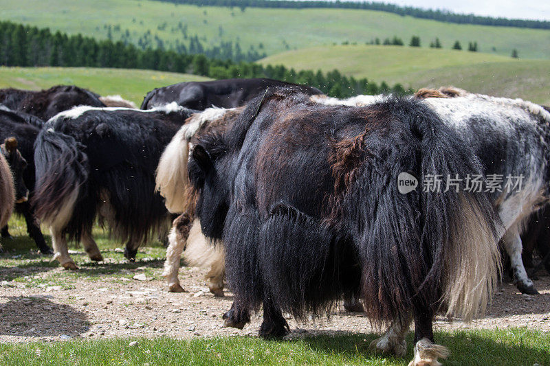 蒙古:牛群和牦牛