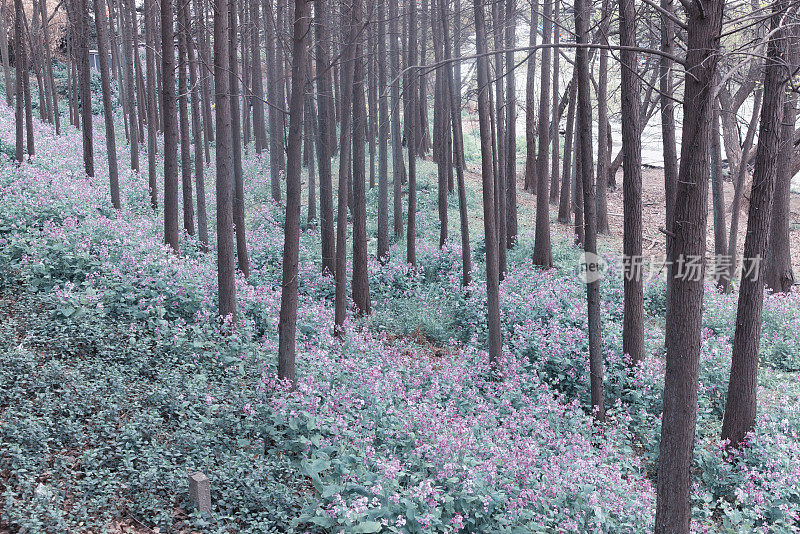 花树林