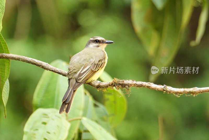 Golden-crowned捕蝇草