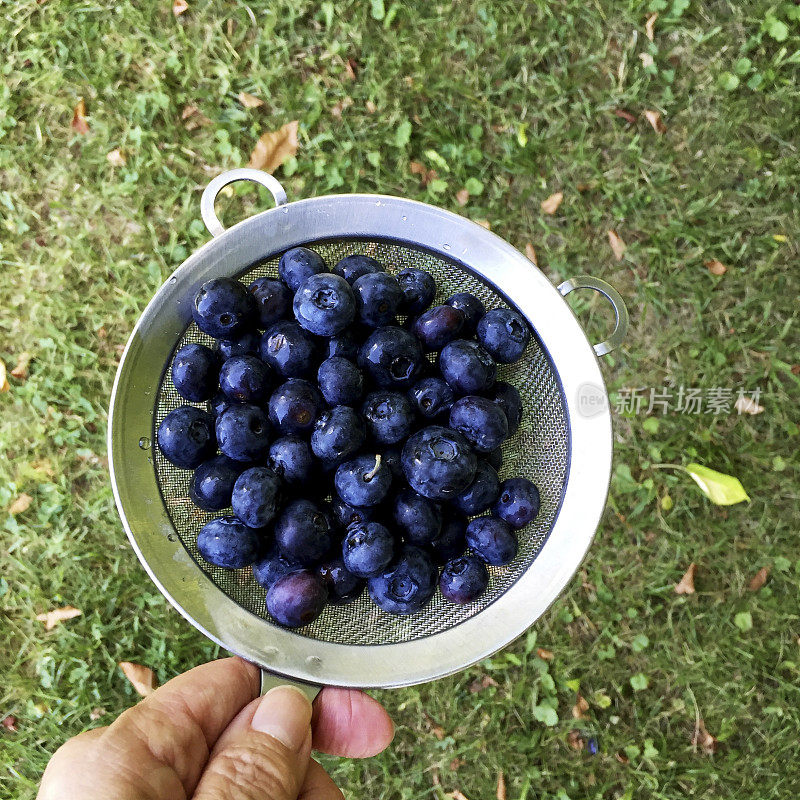 刚洗过的蓝莓在成年妇女的帮助下过滤