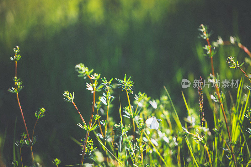 春天的草地，阳光下的小蝴蝶