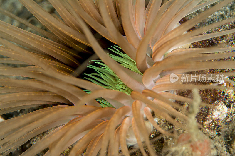 海洋中珊瑚的特写镜头