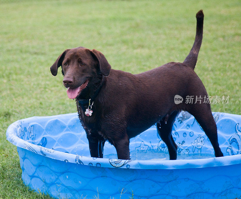 巧克力拉布拉多寻回犬