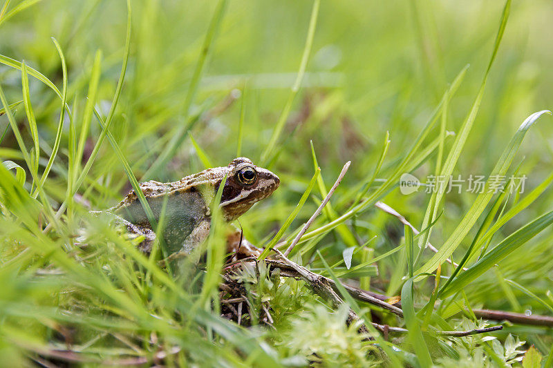 青蛙躲在草丛里
