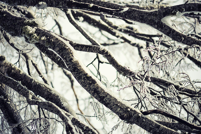 冬天树枝上覆盖着雪和霜