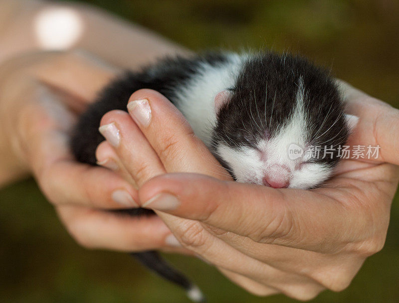 新生猫在手中