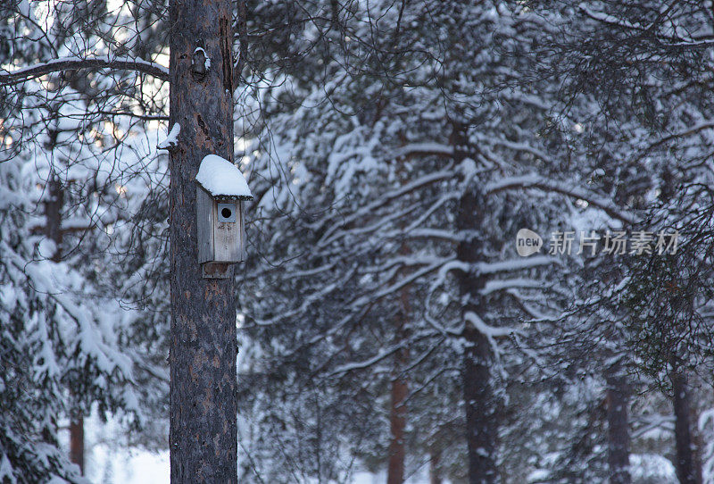 瑞典拉普兰森林里的雪景