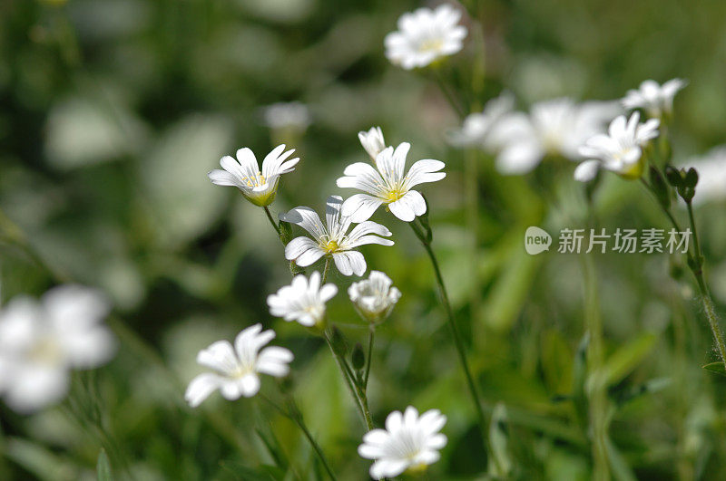 石园百花，白草甸虎耳虎草