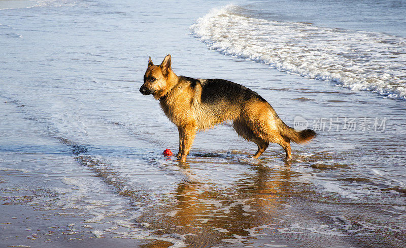 德国牧羊犬站在海里