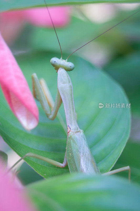 螳螂的宗教