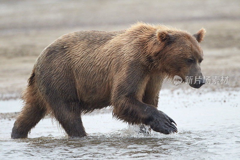 棕熊在小溪里寻找鲑鱼。卡特迈,阿拉斯加