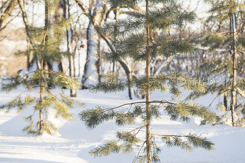 冰雪明尼苏达冬天-松树在森林