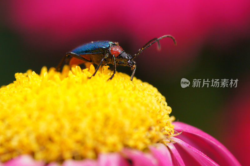 坎塔里斯・福斯卡