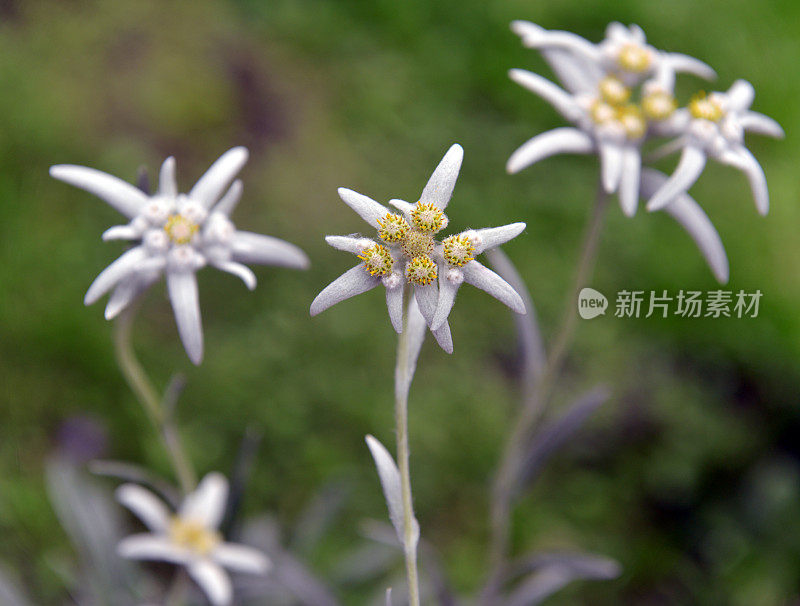 雪绒花