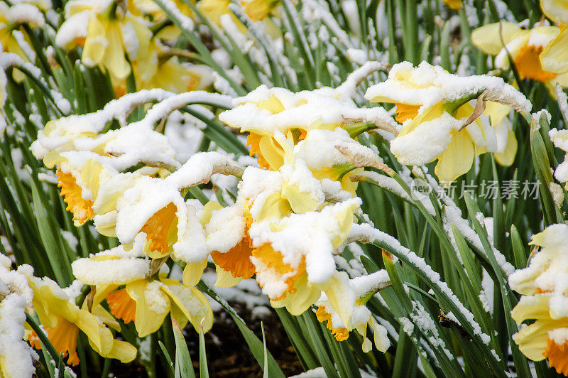 水仙花被早春的雪覆盖了