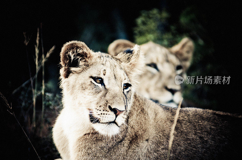 两个狮子幼崽