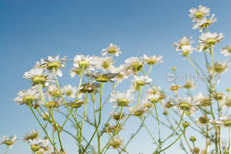 蓝色天空下白色的夏日雏菊