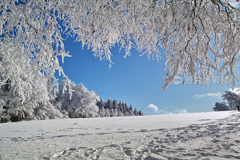 阳光明媚的冬日，白雪覆盖的树木和风景