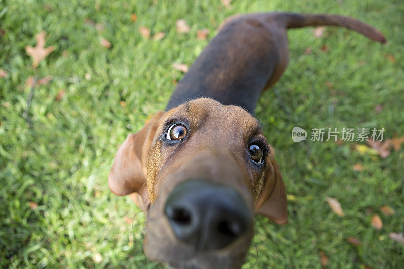 巴塞特猎犬