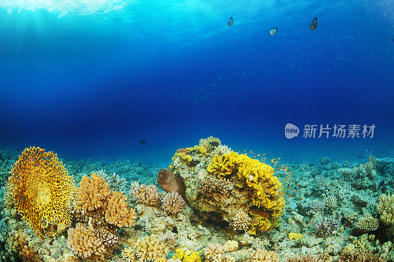 海洋生物-巨型海鳗