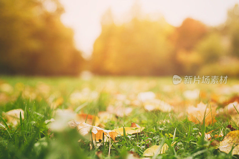 五彩缤纷的树叶在草地上，秋天的季节