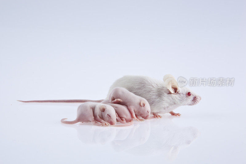 实验用的白老鼠带着幼崽