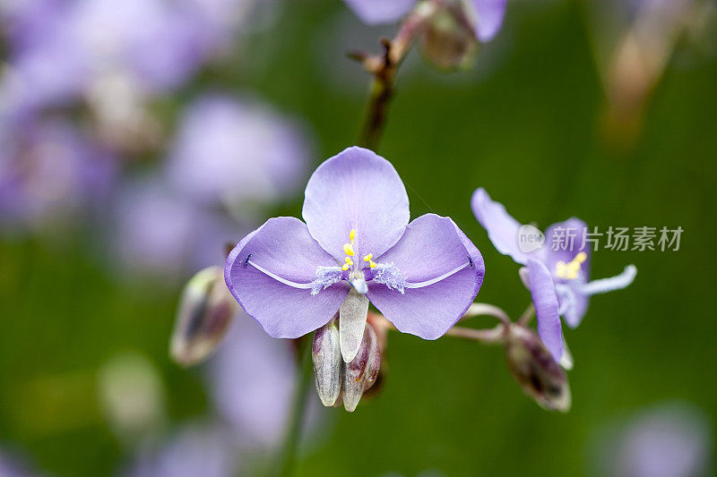 紫色的花田(大牡丹)，柔和的焦点