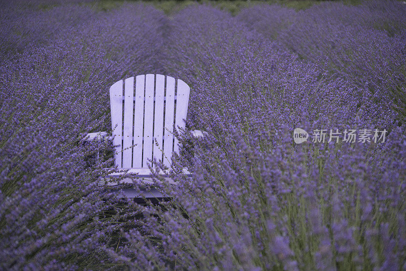 薰衣草田里的紫色椅子