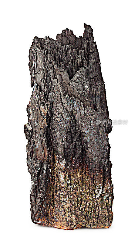 烧焦的带树皮的木头
