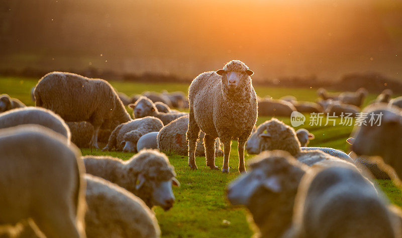 日落时的羊群