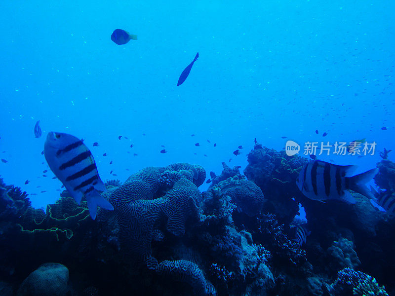 水下海洋生物，红海中的珊瑚礁