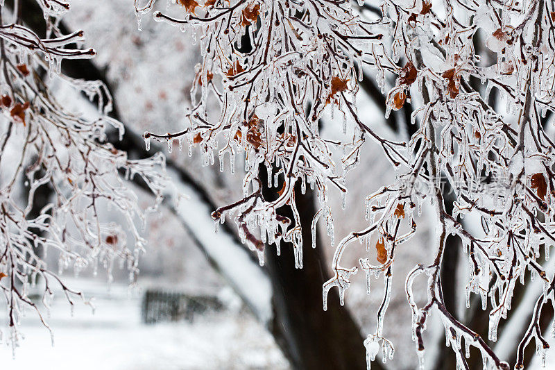 冰冻雨的前景焦点冰覆盖的树枝