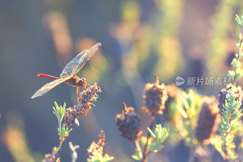 蜻蜓在黄昏的微光中飞翔