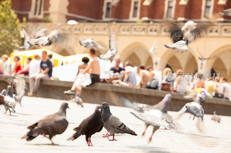 克拉科夫市场广场上的鸽子