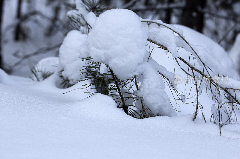 覆盖着雪的小云杉