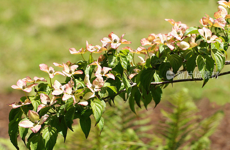 开花山茱萸