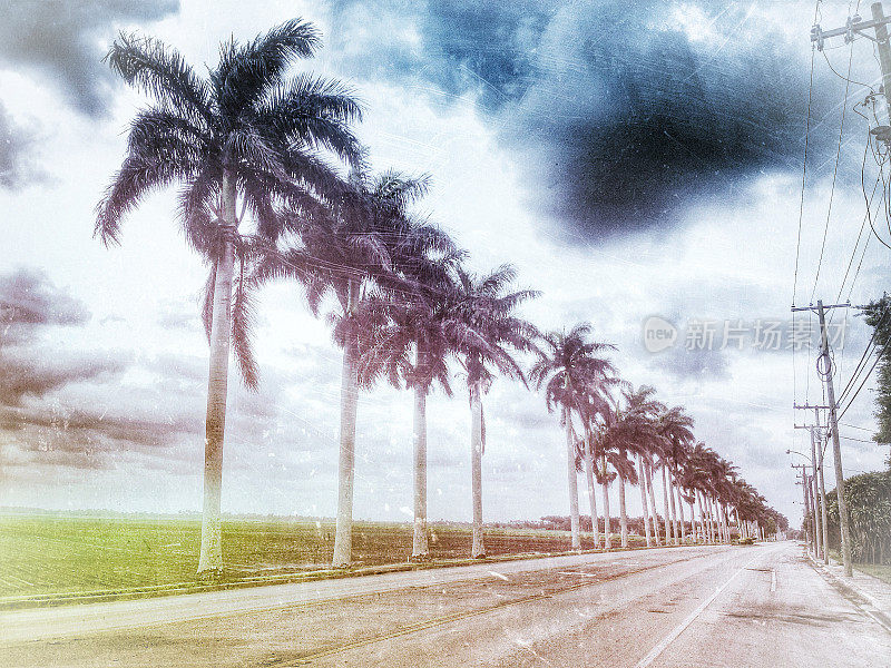 小镇公路上棕榈树成行