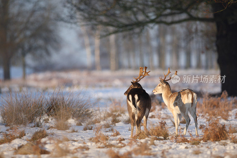 雪中的雄鹿