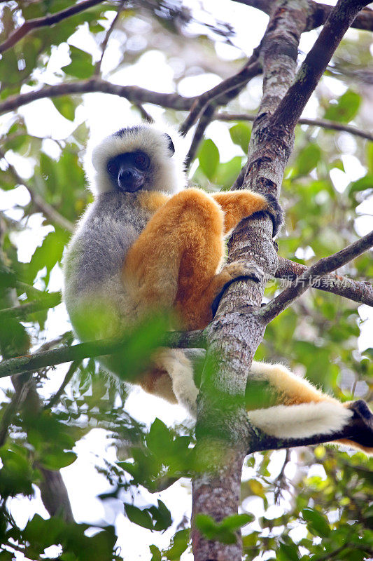 马达加斯加:Andasibe-Mantadia国家公园的狐猴冠猴