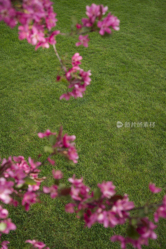 山楂花前景与绿草背景