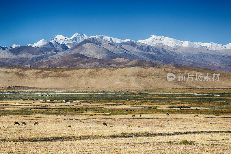 喜马拉雅山前的西藏村庄和放牧的牦牛